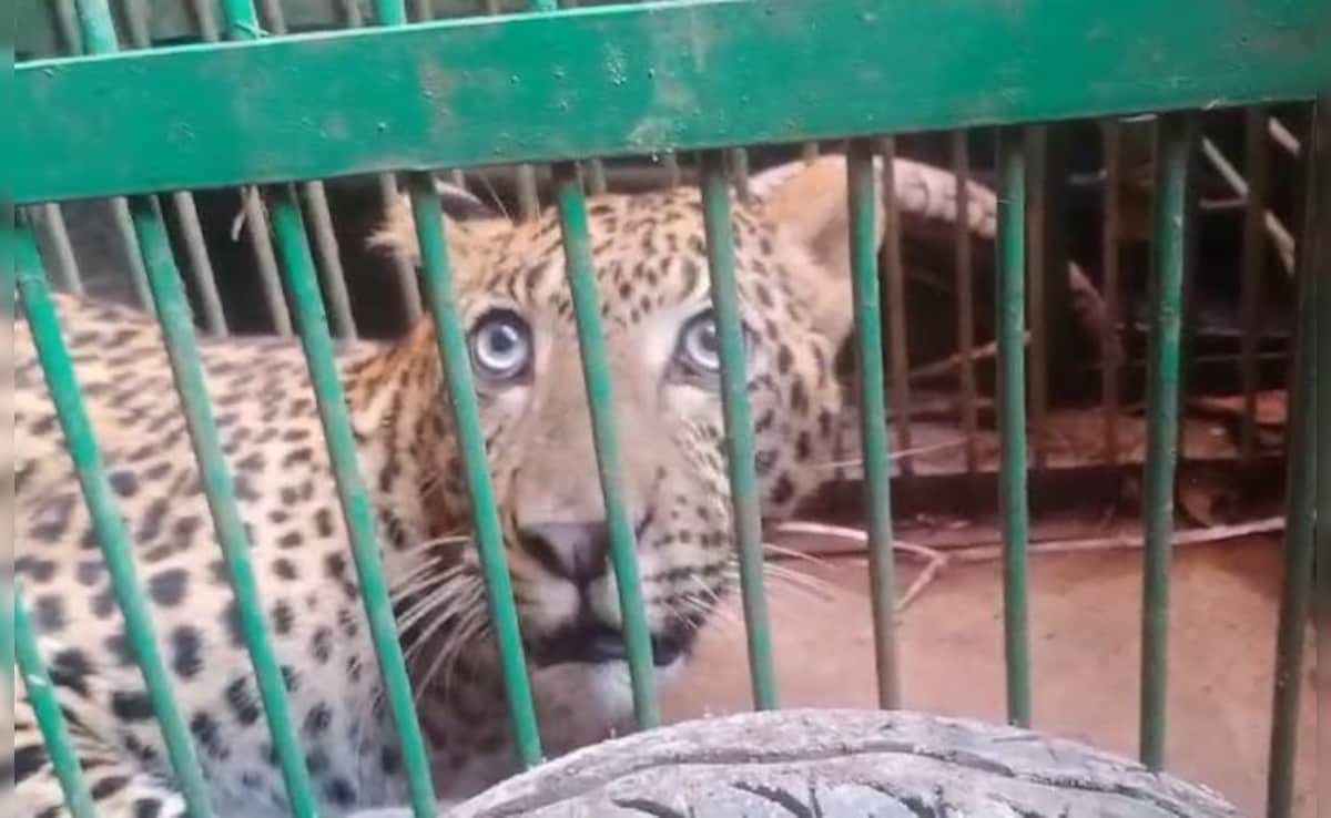 Leopard Enters Ashram In Hardiwar, Gets Stuck In Bathroom Attic