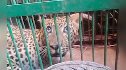 Leopard Enters Ashram In Hardiwar, Gets Stuck In Bathroom Attic