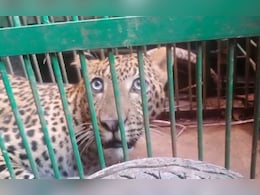 Leopard Enters Ashram In Hardiwar, Gets Stuck In Bathroom Attic