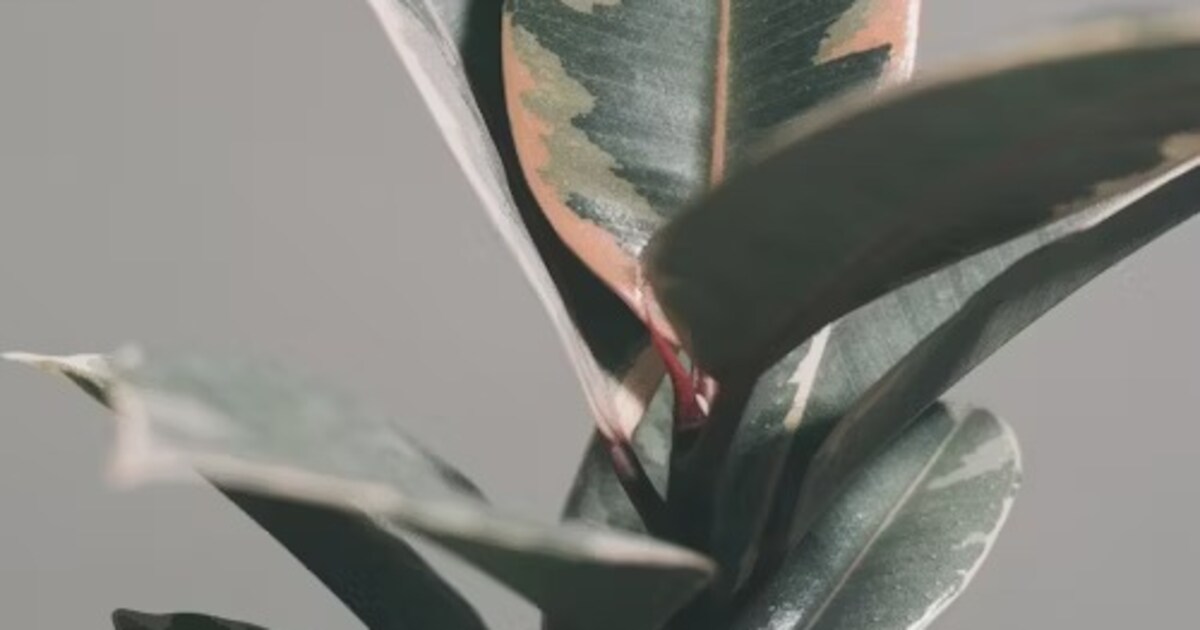 8 Plants That Bring Good Luck At Home 8-plants-that-bring-good-luck-at-home