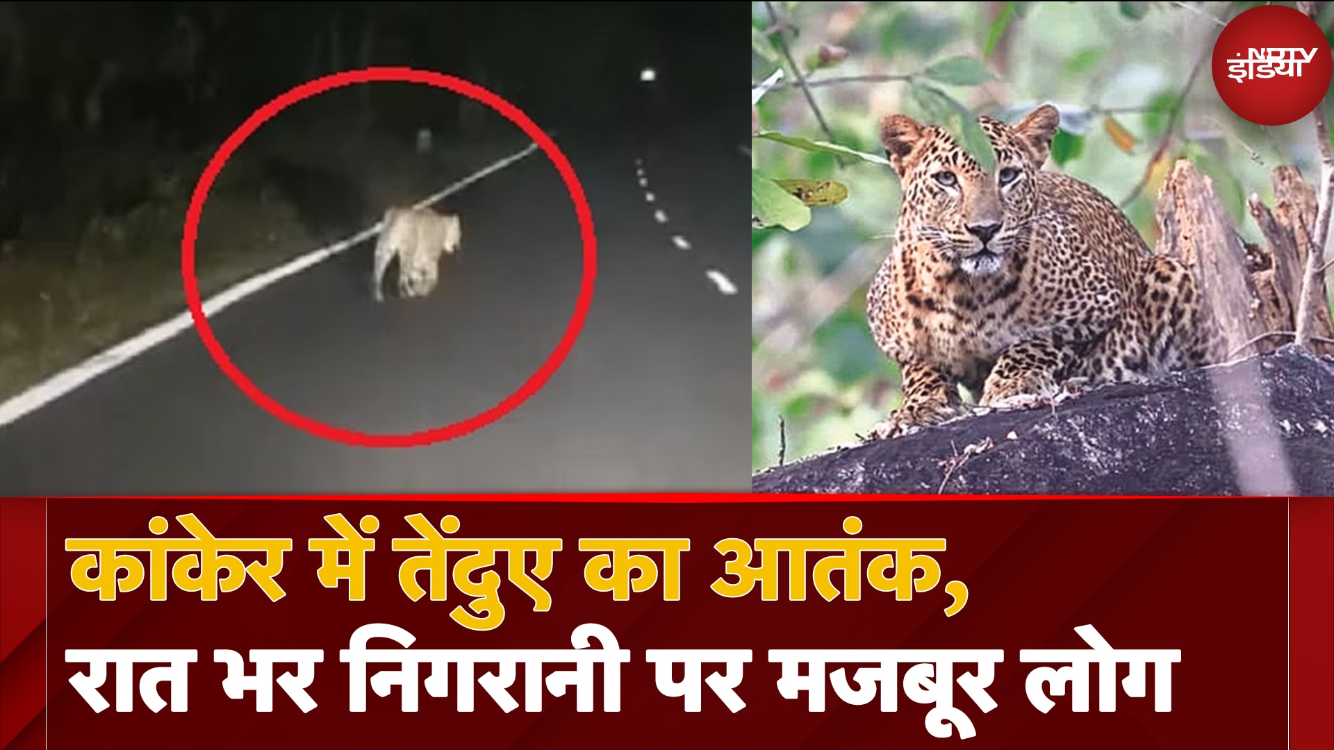 Kanker में Leopard ने देर रात घर में घुसकर किया Attack, दहशत में ग्रामीण, Forest Department कर रहा मॉनिटरिंग
