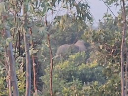 CG: सावधान! इन गांवों में पहुंच चुका है हाथियों का दल, वन विभाग ने जारी किया अलर्ट  CG: सावधान! इन गांवों में पहुंच चुका है हाथियों का दल, वन विभाग ने जारी किया अलर्ट