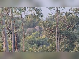 CG: ड्रोन कैमरे से ट्रैकिंग जारी, फिर भी हाथियों की सही गिनती मुश्किल, इस इलाके में अलर्ट पर हैं गांव  CG: ड्रोन कैमरे से ट्रैकिंग जारी, फिर भी हाथियों की सही गिनती मुश्किल, इस इलाके में अलर्ट पर हैं गांव
