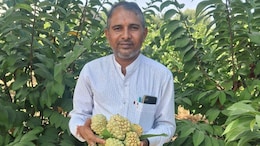 Rajasthan: MBA करने के बाद क&zwj;िसान बना युवक, बंजर जमीन पर जैव&zwj;िक खेती करके कमा रहा लाखों रुपए&nbsp;