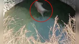 MP Tigress Death: कुएं में मृत पाई गई बाघिन; 13 नवंबर के बाद से सिवनी में बाघ की चौथी मौत