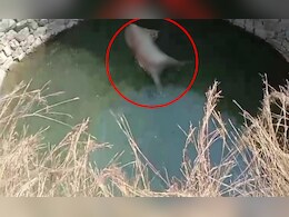 MP Tigress Death: कुएं में मृत पाई गई बाघिन; 13 नवंबर के बाद से सिवनी में बाघ की चौथी मौत MP Tigress Death: कुएं में मृत पाई गई बाघिन; 13 नवंबर के बाद से सिवनी में बाघ की चौथी मौत