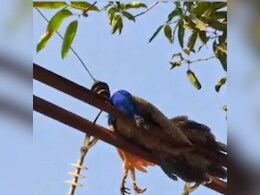 MP: बिजली के तारों की चपेट में आकर मोर की हुई मौत, सम्मान के साथ आज होगा दाह संस्कार