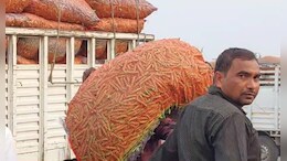 Jabalpur Mandi: किसानों को मिली राहत, हरे मटर ने चेहरों पर लौटाई खोई हुई मुस्कान&nbsp;