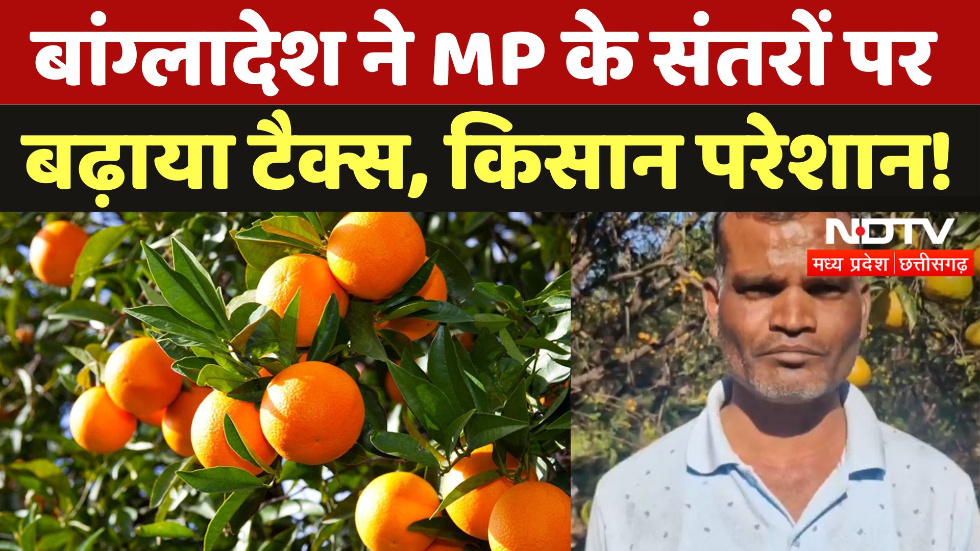 बांग्लादेश ने MP के संतरों पर  बढ़ाया टैक्स, किसान परेशान!