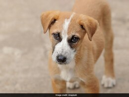 Your Stress Levels Affect Your Dog: Study Your Stress Levels Affect Your Dog: Study