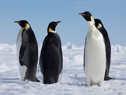 India Post Unveils Postcards Featuring Penguins From Antarctica India Post Unveils Postcards Featuring Penguins From Antarctica