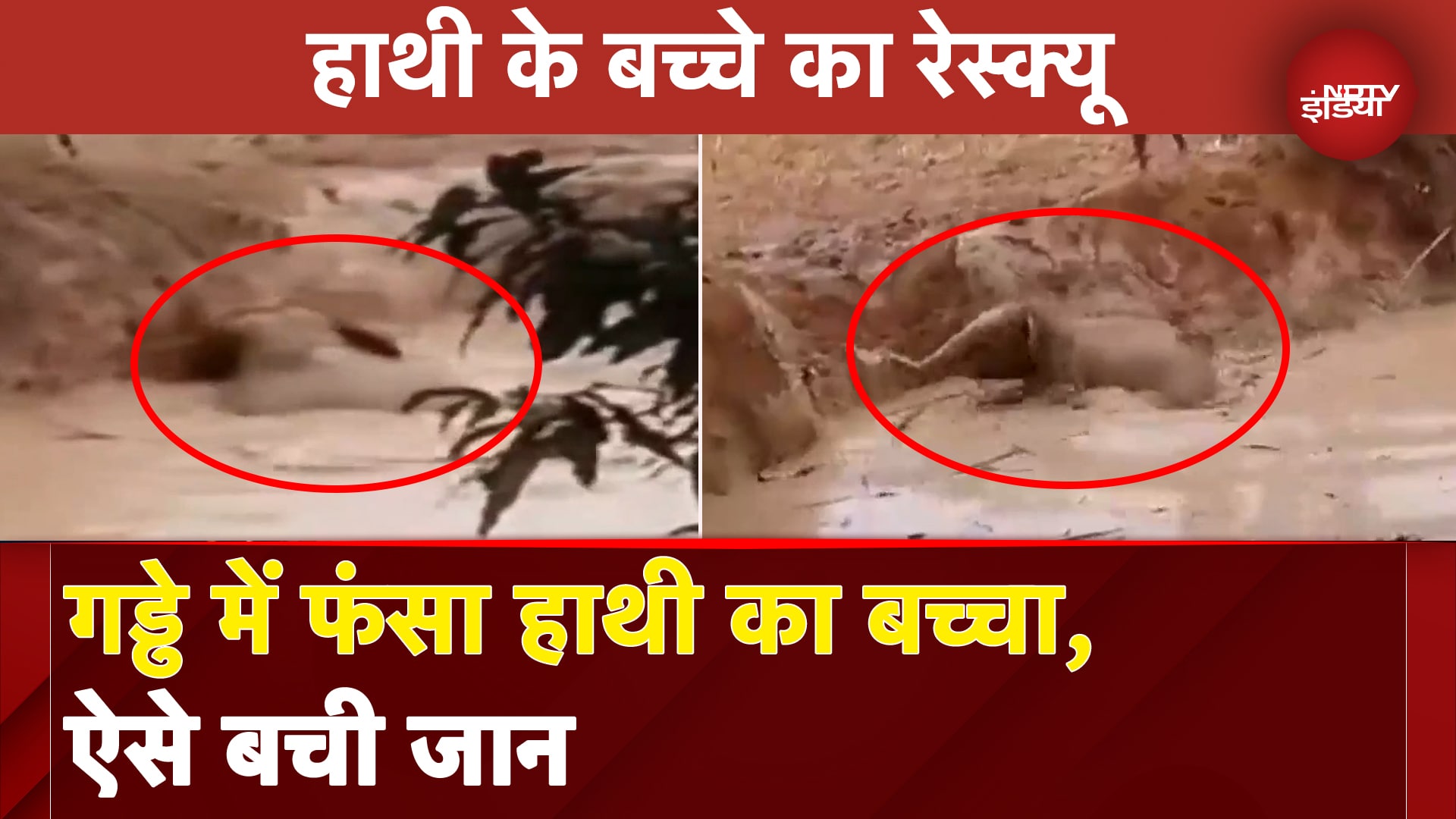 Chhattisgarh के Raigarh जिले में हाथी का एक बच्चा पानी से भरे एक गड्ढे में फंस गया | NDTV India