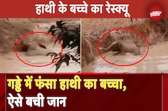 Chhattisgarh के Raigarh जिले में हाथी का एक बच्चा पानी से भरे एक गड्ढे में फंस गया | NDTV India Chhattisgarh के Raigarh जिले में हाथी का एक बच्चा पानी से भरे एक गड्ढे में फंस गया | NDTV India