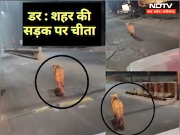 Kuno National Park : जंगल से भागा चीता, पहुंच गया कलेक्ट्रेट कार्यालय के बाहर, शहर में दहशत Kuno National Park : जंगल से भागा चीता, पहुंच गया कलेक्ट्रेट कार्यालय के बाहर, शहर में दहशत