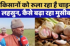 Baran में किसानों को  क्यों रुला रहा है Chinese Garlic ?