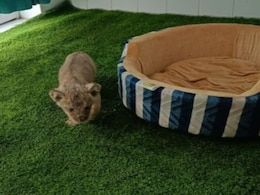 Rajasthan: शेरनी तारा के शावक के ल‍िए अमेर‍िका से मंगाया जाता है स्‍पेशल दूध, 20 हजार रुपए लीटर है कीमत 