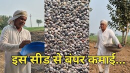जबलपुर के किसान ने खेती में लगाया ऐसा दिमाग! इस बीज से सलाना हो रही इतने लाख की कमाई