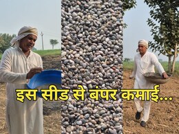 जबलपुर के किसान ने खेती में लगाया ऐसा दिमाग! इस बीज से सलाना हो रही इतने लाख की कमाई