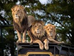 Gujarat's Lion Paradox: Why Big Cat Boom Poses A New Test For Authorities