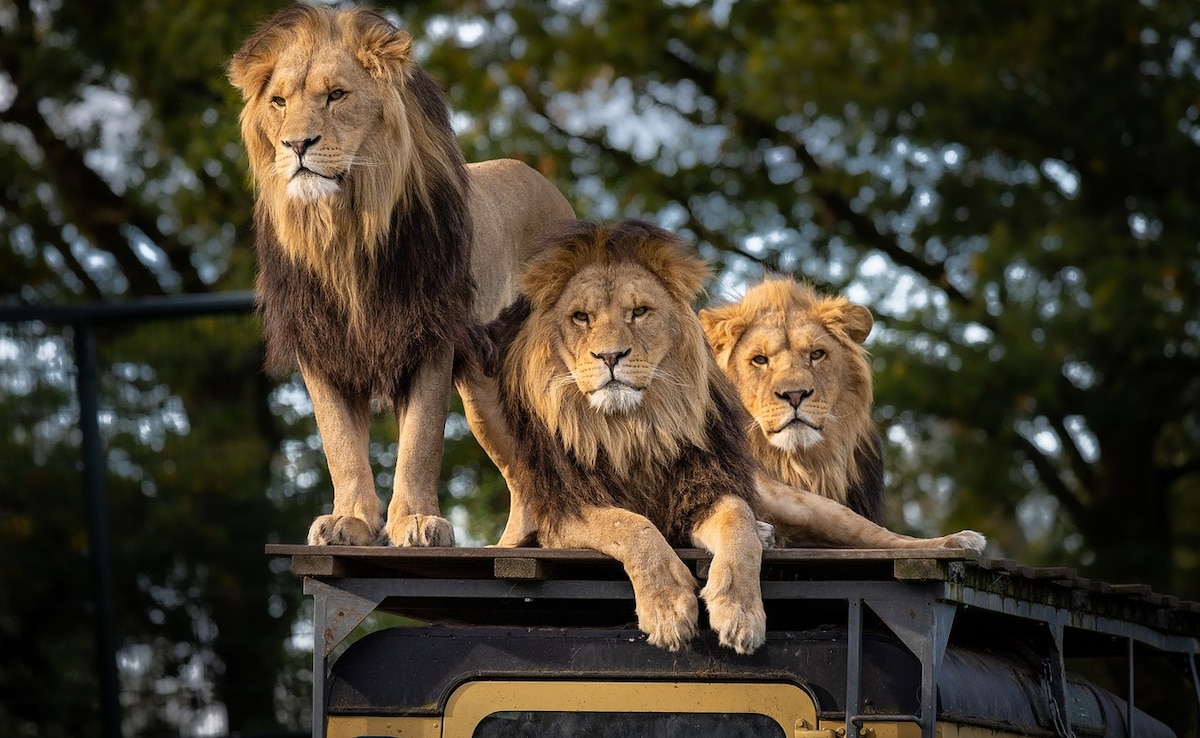 Loco Pilots' Alert Response Saves 8 Lions From Getting Hit By Trains In Gujarat