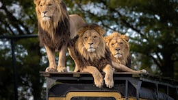 Loco Pilots' Alert Response Saves 8 Lions From Getting Hit By Trains In Gujarat