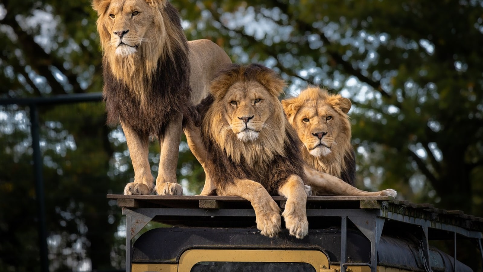Gujarat’s Lion Paradox: Why Big Cat Boom Poses A New Test For Authorities