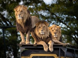 Loco Pilots' Alert Response Saves 8 Lions From Getting Hit By Trains In Gujarat Loco Pilots' Alert Response Saves 8 Lions From Getting Hit By Trains In Gujarat