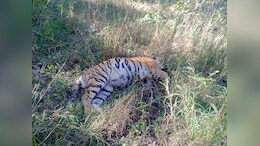 MP में फिर एक बाघ की मौत, Pench Tiger Reserve में मिला शव, दूसरे मामले में हुआ ये खुलासा