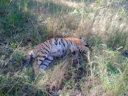 MP में फिर एक बाघ की मौत, Pench Tiger Reserve में मिला शव, दूसरे मामले में हुआ ये खुलासा MP में फिर एक बाघ की मौत, Pench Tiger Reserve में मिला शव, दूसरे मामले में हुआ ये खुलासा