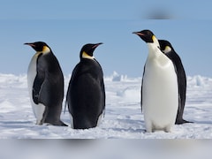 India Post Unveils Postcards Featuring Penguins From Antarctica