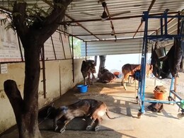 जानवरों के चोट पर मरहम लगाते युवा, अपने खर्चे से बनाया आशियाना, कहा- बेज़ुबानों का दर्द समझें  जानवरों के चोट पर मरहम लगाते युवा, अपने खर्चे से बनाया आशियाना, कहा- बेज़ुबानों का दर्द समझें