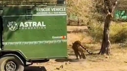 Rajasthan: कोटा के मुकुंदरा टाइगर रिजर्व में बाघिन को क&zwj;िया श&zwj;िफ्ट, वन विभाग CCTV से करेगा न&zwj;िगरानी&nbsp;
