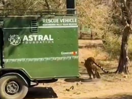 Rajasthan: कोटा के मुकुंदरा टाइगर रिजर्व में बाघिन को क‍िया श‍िफ्ट, वन विभाग CCTV से करेगा न‍िगरानी 