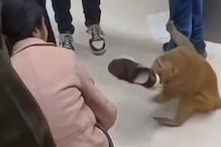 Viral Video: Chaos In UP Mall As Monkey Attacks Woman, Snatches Her Shoe Viral Video: Chaos In UP Mall As Monkey Attacks Woman, Snatches Her Shoe