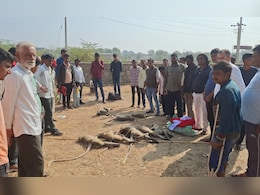 राजस्थान: सिरोही में जहरीला पदार्थ खाने से 15 बंदरों की मौत, लोगों ने की जांच की मांग राजस्थान: सिरोही में जहरीला पदार्थ खाने से 15 बंदरों की मौत, लोगों ने की जांच की मांग