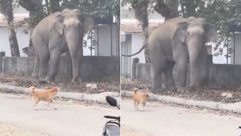 हरिद्वार के बाजार में गजराज ने मारी धांसू एंट्री, दुकान से उठाई अपनी फेवरेट चीज और जंगल की तरफ लगा दी दौड़