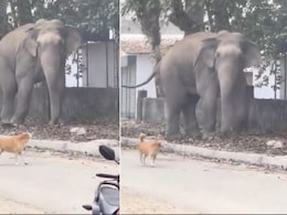 हरिद्वार के बाजार में गजराज ने मारी धांसू एंट्री, दुकान से उठाई अपनी फेवरेट चीज और जंगल की तरफ लगा दी दौड़ हरिद्वार के बाजार में गजराज ने मारी धांसू एंट्री, दुकान से उठाई अपनी फेवरेट चीज और जंगल की तरफ लगा दी दौड़