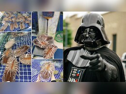 Alien-Looking 'Supergiant' Sea Bug Named After Star Wars Villain Darth Vader
