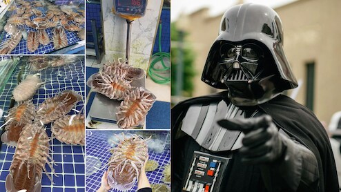 Alien-Looking 'Supergiant' Sea Bug Named After Star Wars Villain Darth Vader