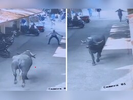 शाळेत घुसला रेडा, एकच धावपळ अन् गोंधळ, 13 विद्यार्थी जखमी