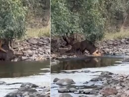 सांबर हिरण पर एकसाथ झपट पड़े 3 बाघ, किसी ने पकड़ा पैर तो किसी ने दबोच लिया धड़ और फिर जो हुआ... सांबर हिरण पर एकसाथ झपट पड़े 3 बाघ, किसी ने पकड़ा पैर तो किसी ने दबोच लिया धड़ और फिर जो हुआ...
