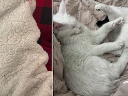 घर में रहस्यमयी तरीके से रंग बदलने लगीं चीजें, सफेद बिल्ली हो गई हरी, फिर पति को लेकर पता चली ऐसी चीज़, महिला के उड़ गए होश