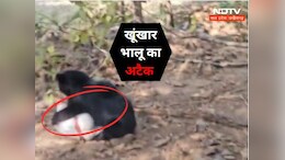 जंगल में डिप्टी रेंजर को भालू ने बनाया शिकार, हमले का खौफनाक वीडियो आया सामने
