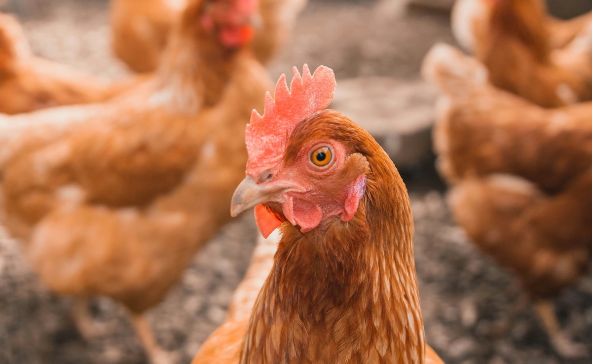 Indian Scientists Predict How H5N1 Virus Could Spread To Humans