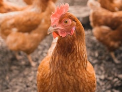 Indian Scientists Predict How H5N1 Virus Could Spread To Humans