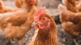 Indian Scientists Predict How H5N1 Virus Could Spread To Humans