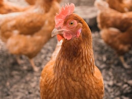 Indian Scientists Predict How H5N1 Virus Could Spread To Humans