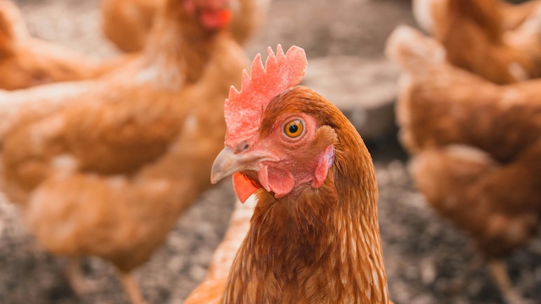 Indian Scientists Predict How H5N1 Virus Could Spread To Humans