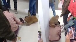 Viral Video: Chaos In UP Mall As Monkey Attacks Woman, Snatches Her Shoe