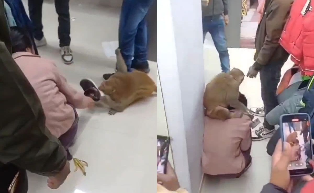 Viral Video: Chaos In UP Mall As Monkey Attacks Woman, Snatches Her Shoe Viral Video: Chaos In UP Mall As Monkey Attacks Woman, Snatches Her Shoe